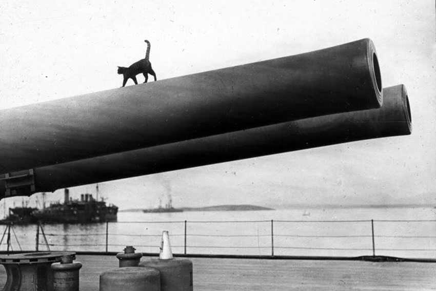 Корабельный кот английского военного корабля "Queen Elizabeth,...