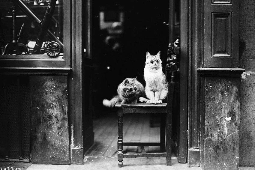 Котики в очках рекламируют магазин Оптики. Париж, 1925 год.
