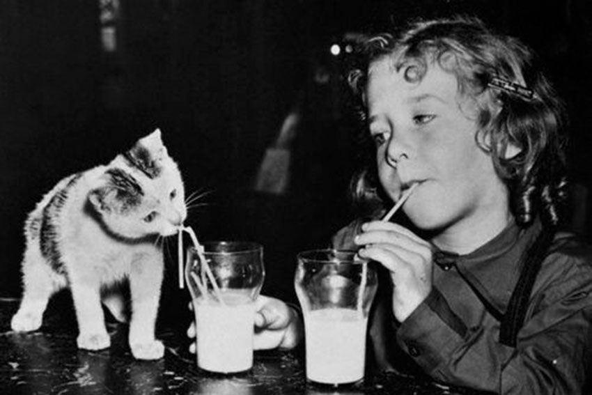 Котяка и девочка пьют молоко, 1940-е годы.