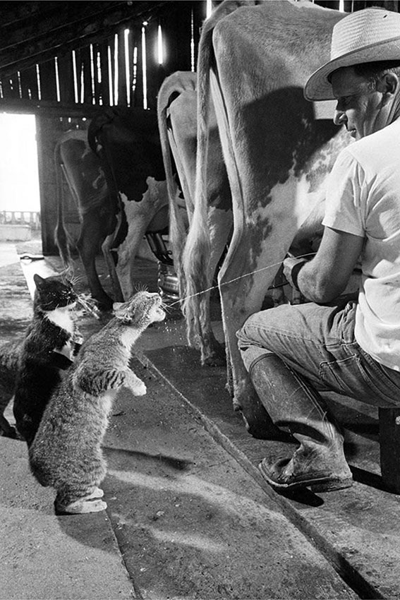Коты выстроились в очередь за парным молоком США, 1954 год,