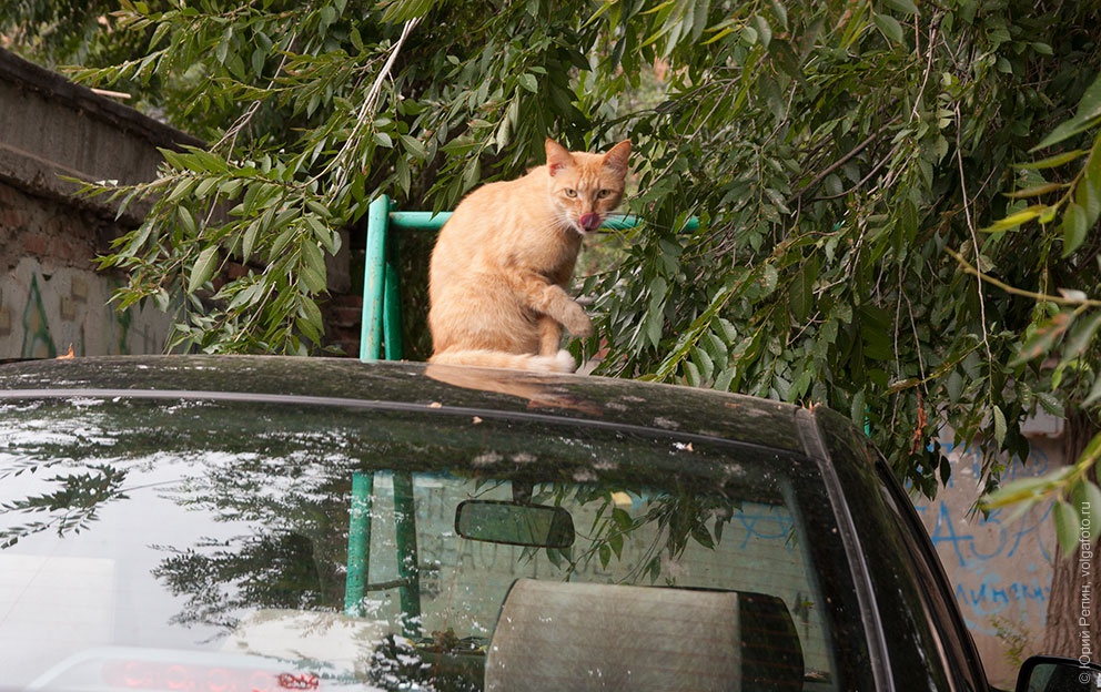 На крыше автомобиля.