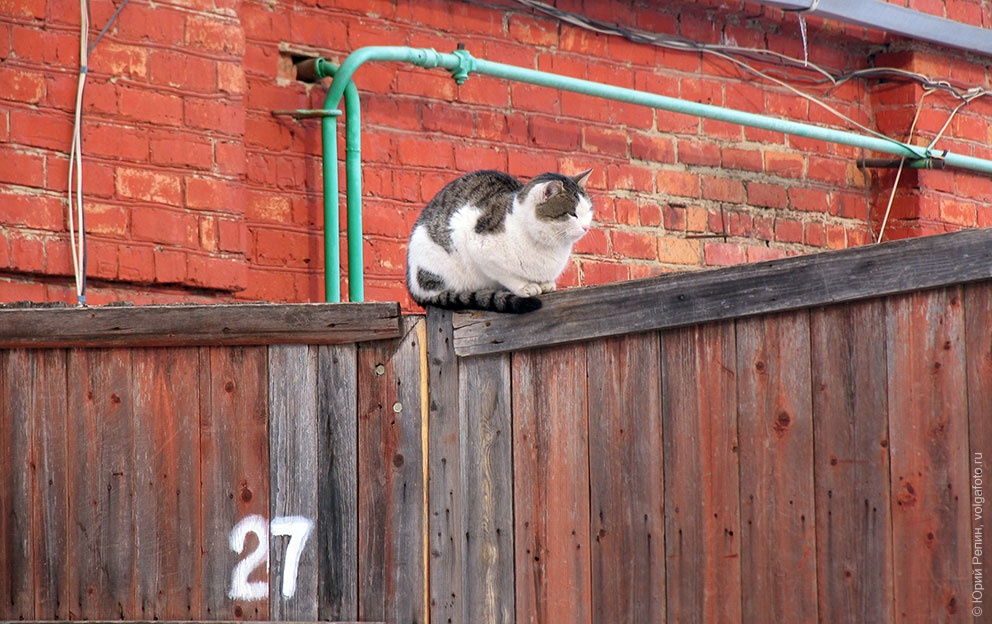 На заборе.