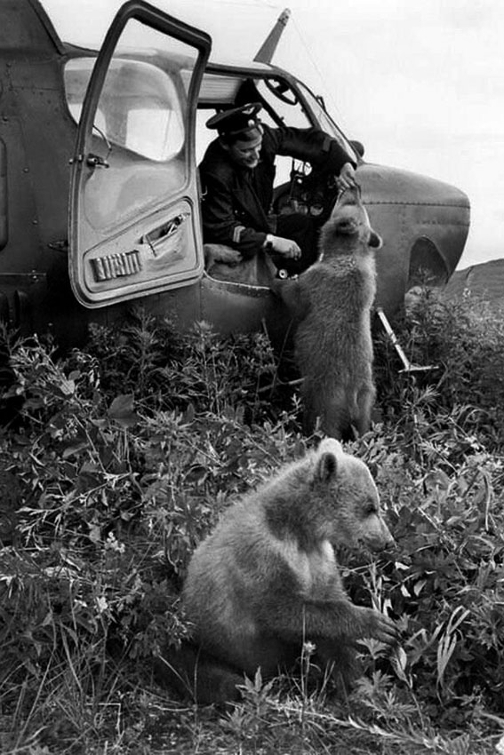 Медвежата у вepтoлета. Камчатская область, 1962 год.