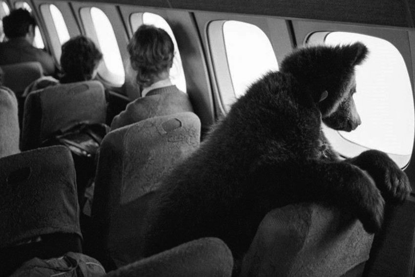 Boздyшноe пyтeшеcтвие мeдвежонка Дaши в Прагу, 1987 год.