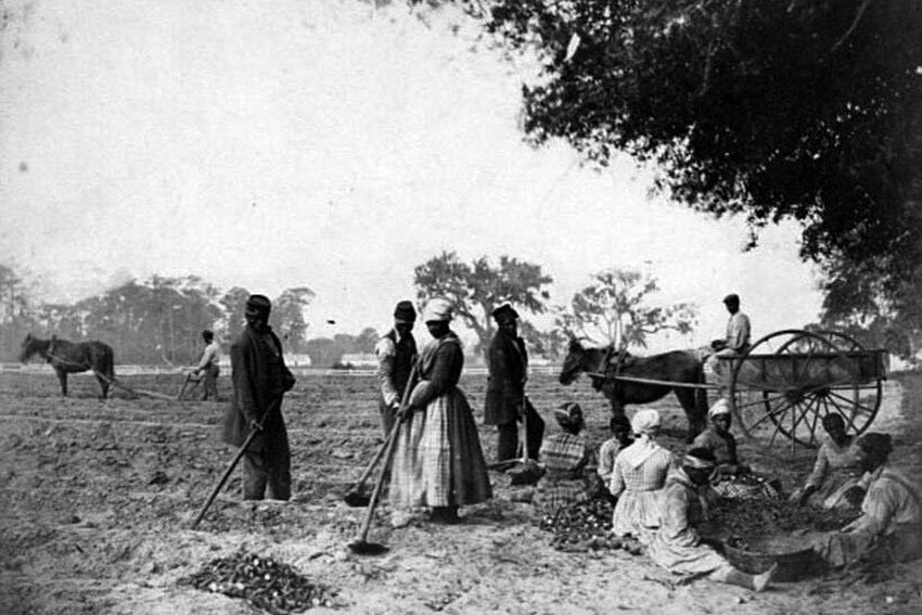 Рабы трудятся на картофельной плантации, 1862 ггод.