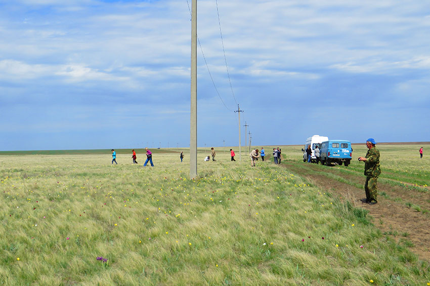 Урочище Куриловская тюльпанная степь