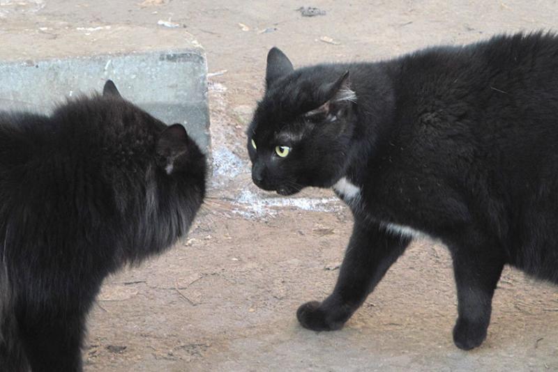 Которазборка