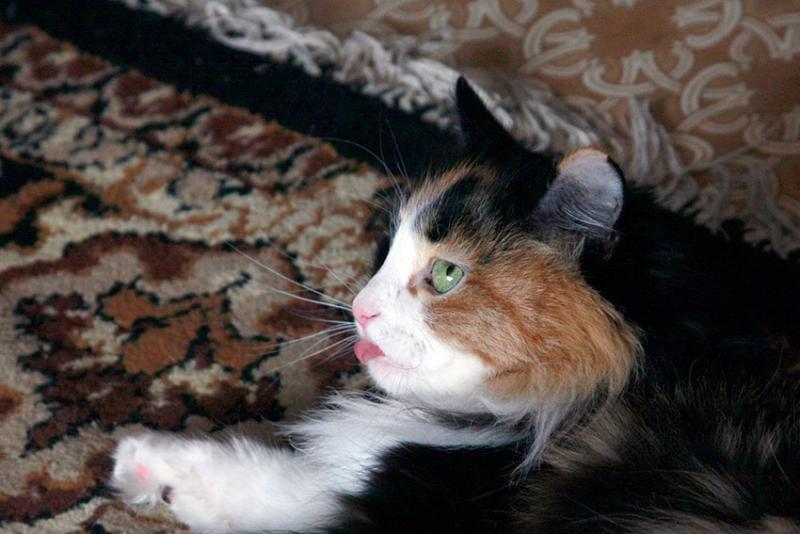 Я ворвался в комнату и успел удачно накинуть шубу на животное.... Я ворвался в комнату и успел удачно накинуть шубу на животное....