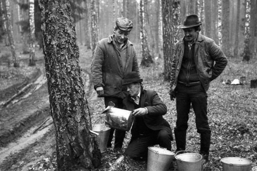 Сбор берёзового сока в лесу, 1986 год.