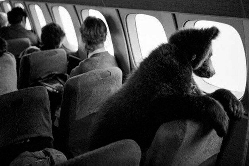 Медведица Даша летит в Прагу, 1987 год.
