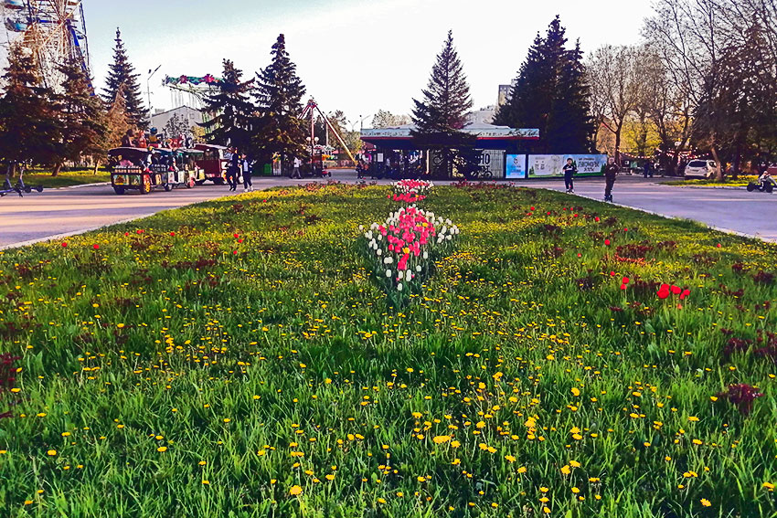 На клумбах города Энгельса цветут тюльпаны.