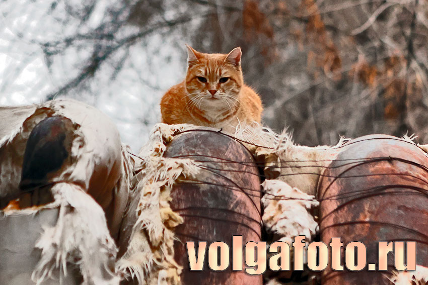 Рыжий кот