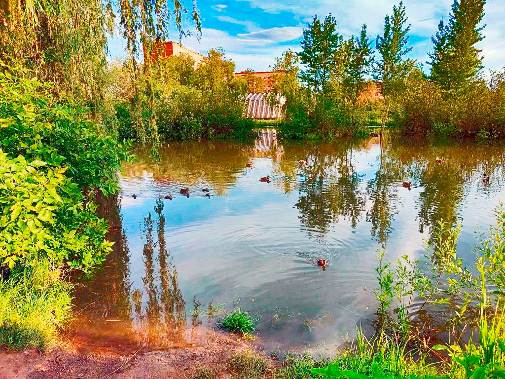 Уголок дикой природы в городе