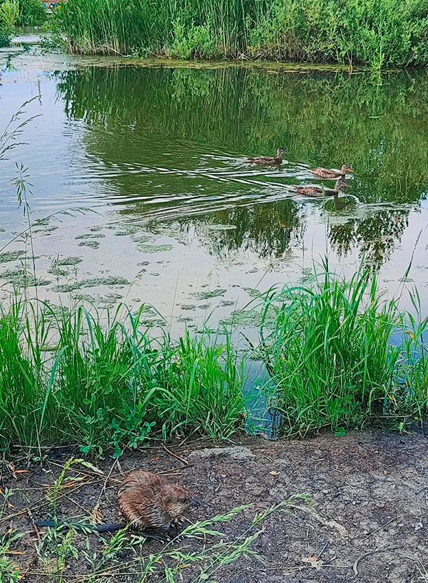  Уголок дикой природы в городе II