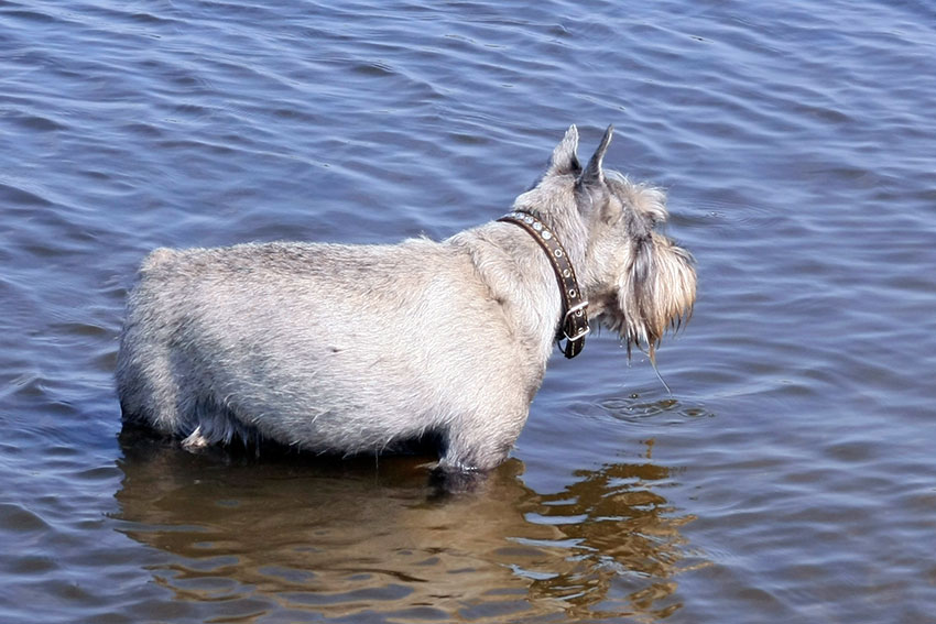 Городские собаки