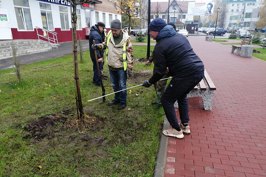 В сквере имени Л. Кассиля идёт посадка лип, октябрь 2025 год.
